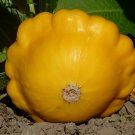 Sunburst Yellow Patty Pan 20+ Seeds Bush Scallop Squash Fresh Garden