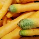 Solar Yellow Carrot 400 Seeds Cold Hardy Planting Golden Carrots Fresh Garden