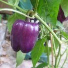 Purple Beauty Sweet Bell Pepper 100 Seeds Fresh Garden