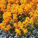 Siberian Wallflower 500 Seeds Erysimum Cheiri Cheiranthus Allionii Orange Fresh Garden