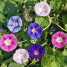Morning Glory Tall Mix 125 Seeds Ipomoea Purpurea Multi Color Variety Fresh Garden