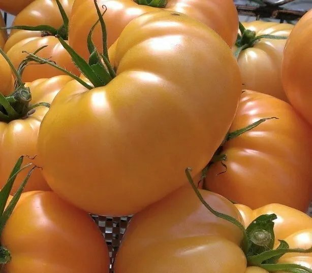 Yellow Brandywine Tomato 100 Seeds Indeterminate Large Beefsteak Tomatoes Fresh Garden