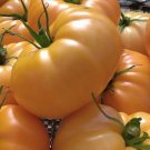 Yellow Brandywine Tomato 100 Seeds Indeterminate Large Beefsteak Tomatoes Fresh Garden