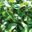 Iron And Clay Cowpea 50+Seeds Southern Field Pea Cover Crop Brown Crowder Peas Fresh Garden