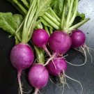Purple Plum Radish 200 Seeds Raphanus Sativus Purple Skin Radishes Lavender Fresh Garden