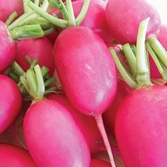 Lady Slipper Radish 150 Seeds Raphanus Sativus Long Red Pink Radishes Fresh Garden