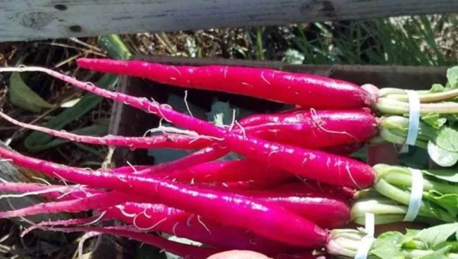 Fire Candle Radish 300 Seeds Raphanus Sativus Long Red Radishes Carrot Fresh Garden