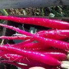 Fire Candle Radish 300 Seeds Raphanus Sativus Long Red Radishes Carrot Fresh Garden