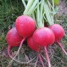 Crimson Giant Radish 150 Seeds Raphanus Sativus Big Round Red Radishes Fresh Garden