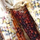 Rainbow Ornamental Corn 30 Seeds Indian Maize Native American Fresh Garden