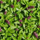 Anise Basil 200 Seeds Ocimum Basilicum Pot Herb Ornamental Fresh Garden