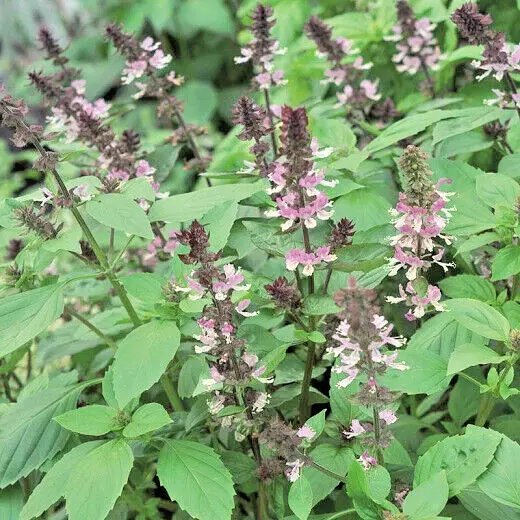 Persian Basil 500 Seeds (Iranian Basil) Ocimum Basilicum Herb Sabzi ...