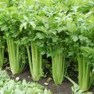 Tall Utah Celery 1500 Seeds Apium Graveolens Non Gmo Heirloom Leaf Herbs Fresh Garden