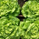 Tom Thumb Butterhead Lettuce 500 Seeds Lactuca Sativa Buttercrunch Fresh Garden