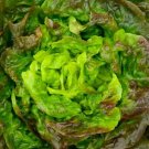 Bronze Mignonette Butterhead Lettuce 500 Seeds Lactuca Sativa Buttercrunch Fresh Garden