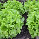 Waldman'S Green Leaf Lettuce 500 Seeds Lactuce Sativa Curly Fresh Garden