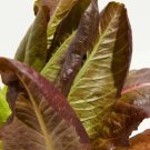 Cimmaron Red Romaine Lettuce 500 Seeds Lactuca Sativa Wild Mexican Salad Fresh Garden