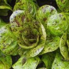 Freckles Romaine Lettuce 1500+ Seeds Lactuca Red Speckled Freckled Green Leaf Fresh Garden