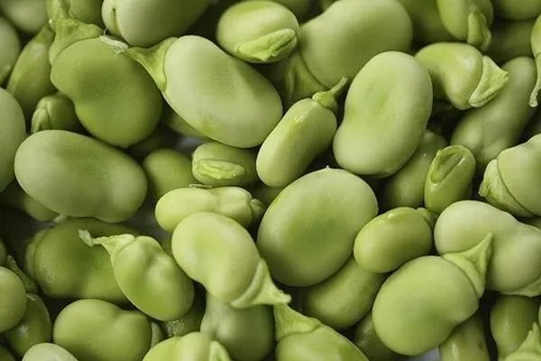 Broad Windsor Fava Bean 20+ Seed Buttery Green Broad Beans Fresh Garden