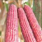 Pink Glass Gem Ornamental Corn 30 Seeds Fresh Garden