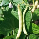 Bai Bu Lao Romano Pole Bean 30 Seeds Light Green White Flat Beans Fresh Garden