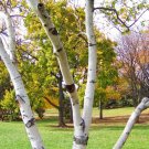 White Paper Birch Tree 150 Seeds Fresh Garden