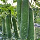 Fuzzy Star Fuzzy Melon 20 Seeds Wax Gourd Fuzzy Hair Hairy Squash Fresh Garden