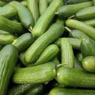 Persian Cucumber 30+ Seeds Lebanese Middle Eastern Cucumbers Fresh Garden