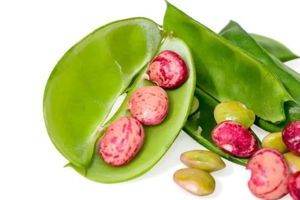 Dixie Speckled Butterpea Lima Bean 50 Seed Fresh Garden