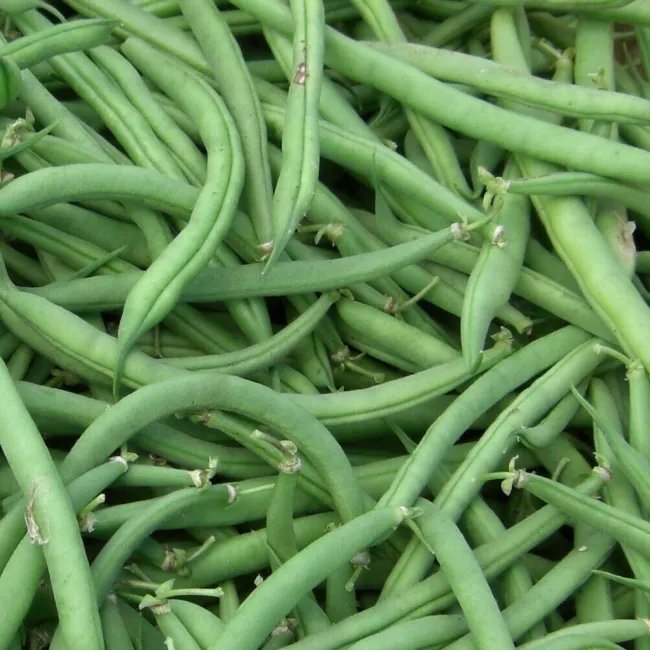 Burpee Stringless Green Bean (Bush) 30 Seeds Fresh Garden