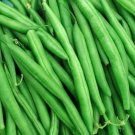 Jade Green Bean 50 Seeds (Bush) Slender Delicate Stringless Haricot Vert Beans Fresh Garden