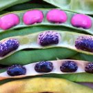 Scarlet Runner Bean 20 Seeds (Pole) Magic Pink Purple Beans Green Pods Fresh Garden