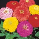 Dahlia Flowered Mix Zinnia 200 Seeds Zinnia Elegans Dahlias Fresh Garden