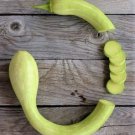 Tromboncino Squash 10 Seeds Fresh Garden