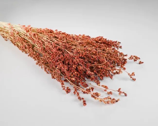 Red Broom Corn 125 Seeds Fresh Garden