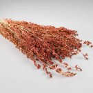 Red Broom Corn 125 Seeds Fresh Garden