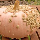 Peanut Pumpkin (Galeux D'Eysines) 10+ Seeds Fresh Garden