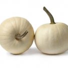 Lumina White Pumpkin 10+ Seeds Fresh Garden
