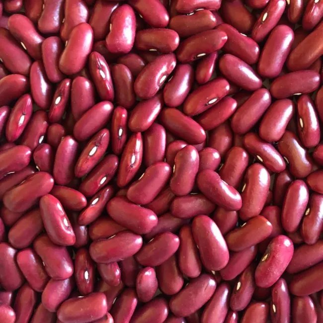 Dark Red Kidney Bean 30+ Seeds Fresh Garden