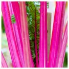 Pink Lipstick Swiss Chard Spinach Beet Kale Collards 100 Seeds Fresh Garden