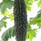 Black Pearl Bitter Melon 15 Seeds Indian Bitter Gourd Karela Balsam Pear Fresh Garden
