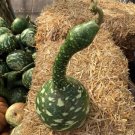 Speckled Swan Gourd 20+ Seeds Fresh Garden