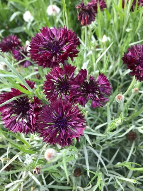 Black Ball Bachelor Button 200+ Seeds Centaurea Cyanus Dark Purple Cornflower Fresh Garden