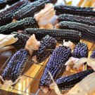 Dakota Black Popcorn 50Seeds Ornamental Maize Native American Indian Hopi Blue Fresh Garden