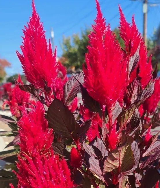 Scarlet Plume Celosia 500+ Seeds Red Argentea Plumosa Cockscomb Fresh ...