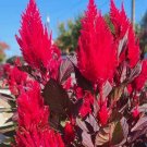 Scarlet Plume Celosia 500+ Seeds Red Argentea Plumosa Cockscomb Fresh Garden