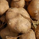 True Jicama 20+ Seeds Nongmo Heirloom Usa Vegetable Common Yam Bean Fresh Garden