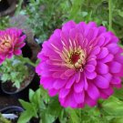 Purple Prince Zinnia 200+ Seeds Zinnia Elegans Giant Cut & Come Again Fresh Garden