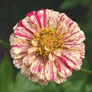 Peppermint Stick Zinnia 200+ Seeds Candy Cane Zinnia Elegans Striped Fresh Garden