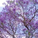 Jacaranda Purple Tree 50+ Seeds Fresh Garden